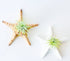 Hanging Starfish Air Plant Decor - Indoor Planter