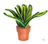 Small Snake Plant