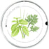 Herb Garden-In-A-Pail