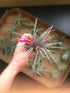 Air Plant